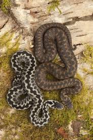 Attēlu rezultāti vaicājumam “Vipera berus adult”