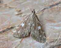 Attēlu rezultāti vaicājumam “Udea olivalis”