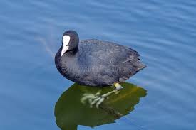 Attēlu rezultāti vaicājumam “Fulica atra adult”