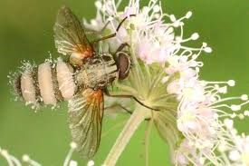 Attēlu rezultāti vaicājumam “Entomophthora”