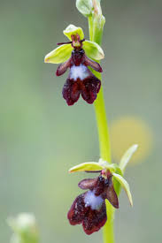 Attēlu rezultāti vaicājumam “Ophrys insectifera leaf”