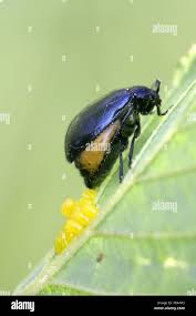 Attēlu rezultāti vaicājumam “Agelastica alni”