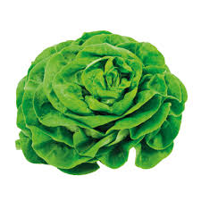 Image result for Kopfsalat