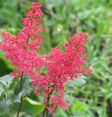 Image result for Astilbe