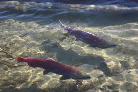 Adams river - Adams River Salmon Run, Chase Traveller Reviews ... - filename-img-2156-jpg