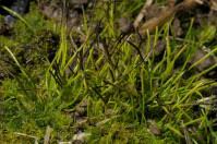 Attēlu rezultāti vaicājumam “Anthocerotopsida”