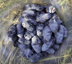 Attēlu rezultāti vaicājumam “Galium boreale fruit”