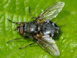 Attēlu rezultāti vaicājumam “Muscidae”