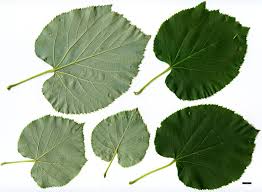 Attēlu rezultāti vaicājumam “Tilia”