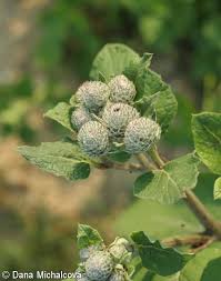 Attēlu rezultāti vaicājumam “Arctium tomentosum leaf”