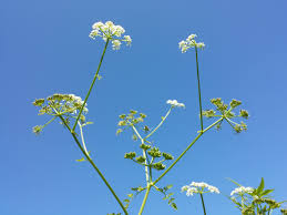 Attēlu rezultāti vaicājumam “Oenanthe aquatica flower”