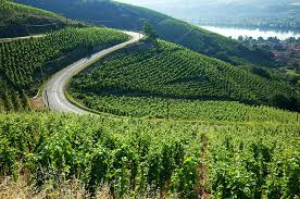 Image result for rôtie