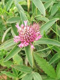 Attēlu rezultāti vaicājumam “Trifolium alpestre”