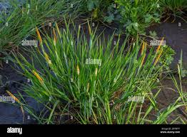 Attēlu rezultāti vaicājumam “Alopecurus aequalis”