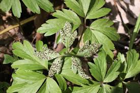 Attēlu rezultāti vaicājumam “Tranzschelia anemones”