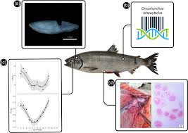 Image result for Oncorhynchus tshawytscha