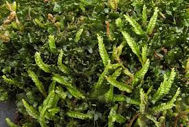 Attēlu rezultāti vaicājumam “Odontoschisma denudatum”