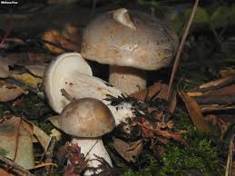 Attēlu rezultāti vaicājumam “Clitocybe nebularis”