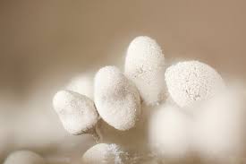 Attēlu rezultāti vaicājumam “Arcyria minuta macro”