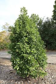 Attēlu rezultāti vaicājumam “Frangula alnus”