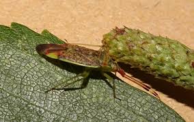 Attēlu rezultāti vaicājumam “Pantilius tunicatus imago”