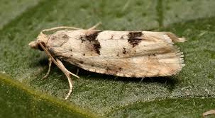 Attēlu rezultāti vaicājumam “Epinotia bilunana”