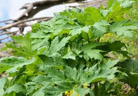 Attēlu rezultāti vaicājumam “Heracleum sosnowskyi leaf”