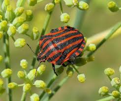 Attēlu rezultāti vaicājumam “Graphosoma lineatum nymph”