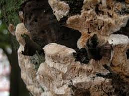 Attēlu rezultāti vaicājumam “Schizopora paradoxa”