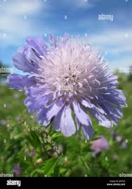 Attēlu rezultāti vaicājumam “Knautia arvensis flower”