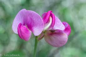 Attēlu rezultāti vaicājumam “Lathyrus latifolius bud”