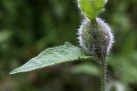 Attēlu rezultāti vaicājumam “Aulacidea hieracii”