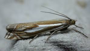 Attēlu rezultāti vaicājumam “Crambus pratella”