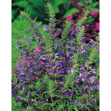 Image result for Dracocephalum moldavicum