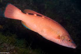 Image result for Labrus mixtus