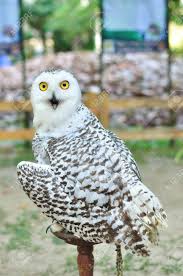 Image result for Bubo scandiacus