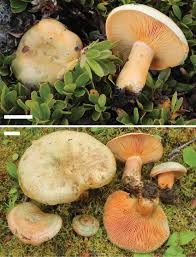 Attēlu rezultāti vaicājumam “Lactarius deliciosus”