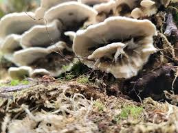 Attēlu rezultāti vaicājumam “Bjerkandera adusta”