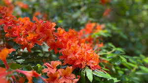 Attēlu rezultāti vaicājumam “rhododendron”
