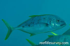 Image result for Caranx bartholomaei