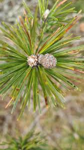 Attēlu rezultāti vaicājumam “Pinus banksiana”