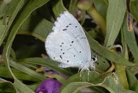 Attēlu rezultāti vaicājumam “Celastrina argiolus female”