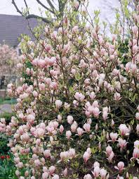 Attēlu rezultāti vaicājumam “Magnolia x soulangeana”