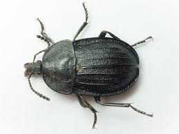 Attēlu rezultāti vaicājumam “Phosphuga atrata”