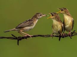Image result for Cisticola juncidis