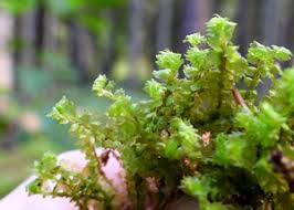 Attēlu rezultāti vaicājumam “Barbilophozia kunzeana”