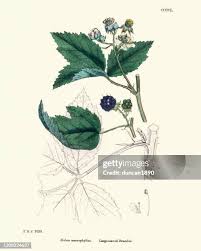 Attēlu rezultāti vaicājumam “Rubus plicatus flower”