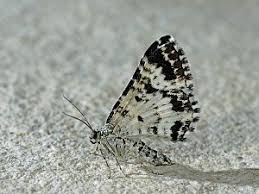 Attēlu rezultāti vaicājumam “Epirhoe tristata”