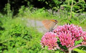 Attēlu rezultāti vaicājumam “Satyrium w-album underside”
