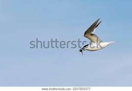 Attēlu rezultāti vaicājumam “Sterna sandvicensis”